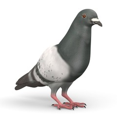 3d render of pigeon bird