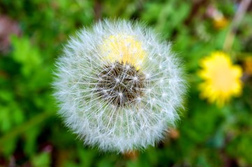 タンポポの綿毛