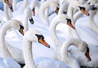 A flock of swans