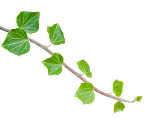 Green ivy branch over white (with clipping path)