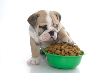 English bulldog puppy with dry food