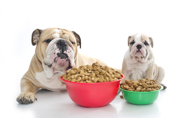 English bulldog puppy with dry food