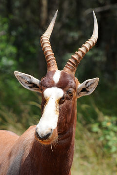 Blessbock