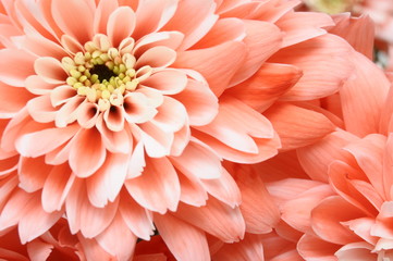 Close up van roze bloem: aster met roze bloemblaadjes