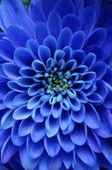 Deurstickers Macro Close up van blauwe bloem: aster met blauwe bloemblaadjes