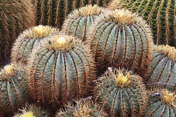 KAKTUS_405_ferocactus_glaucescens