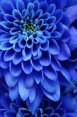 Close up of blue flower : aster with blue petals