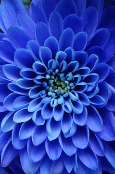 Close up of blue flower : aster with blue petals