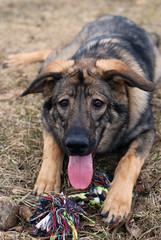 The dog looks fool in the face