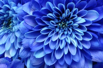 Foto op Aluminium Close up van blauwe bloem: aster met blauwe bloemblaadjes © fullempty