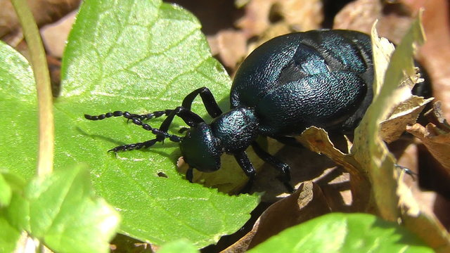 &Ouml;lk&auml;fer - Meloidae - beim fressen