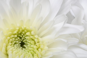 Close up of white flower : aster with white petals