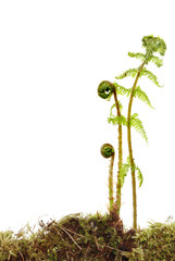 Spring ferns © Richard Griffin
