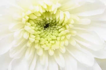 Keuken foto achterwand Macro Close up van witte bloem: aster met witte bloemblaadjes