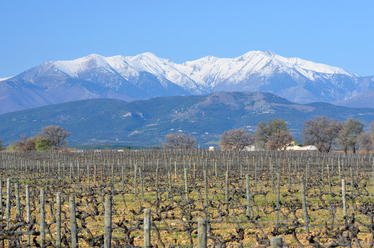 Le Canigou dans les Pyr&eacute;n&eacute;es Orientales