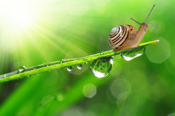 Snail on dewy grass
