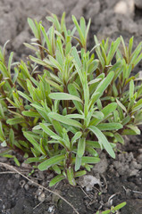 fresh tarragon