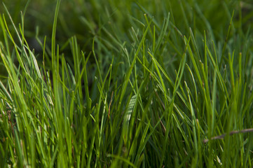 Green grass Lawn texture background
