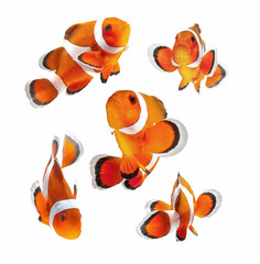 Fototapeta premium clown fish or anemone fish isolated on white background