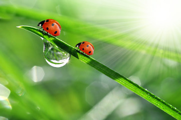 fresh morning dew and ladybird