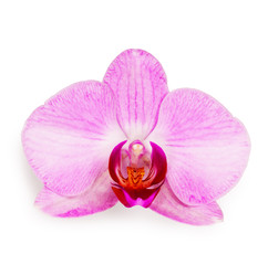 Fototapeta na wymiar Purpurowa orchidea phalaenopsis