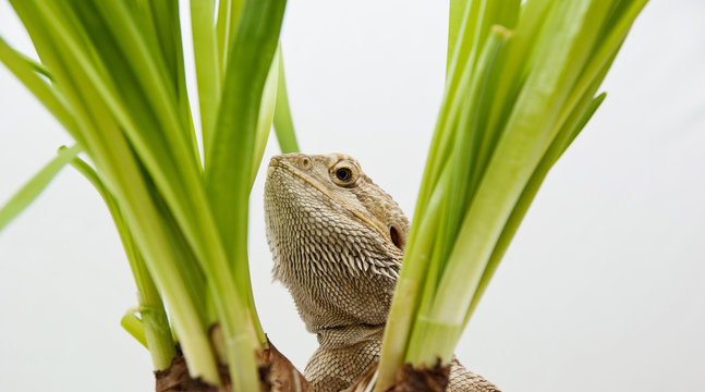 Bartagame looking