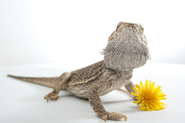Bartagame with dandelion