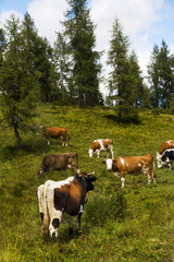 Fototapeta na wymiar Krów wypasanych na Alpy Karnickie