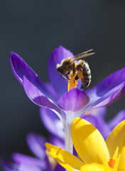 Honey bee gathers pollen.