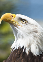 Bald eagle