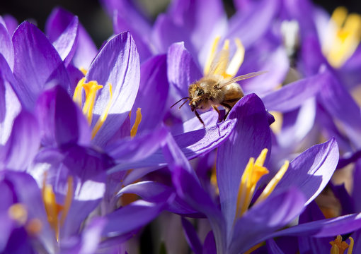 Honey bee on crocus petal.