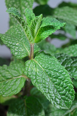 Pianta di menta piperita (Mentha piperita)