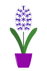 hyacinth in pot