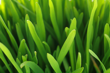 Fototapeta na wymiar świeża trawa zielona