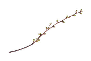 Branch of tree