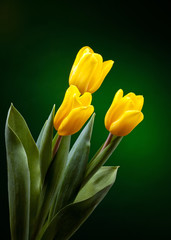 yellow tulip on dark green background