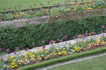 fleurs et tulipes