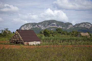Fototapeta na wymiar Farmhouse in Vinales Valley, Cuba