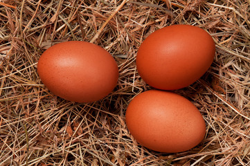 Eggs in nest