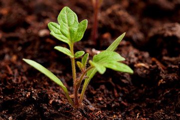 Green seedling