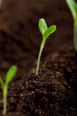 Green seedling