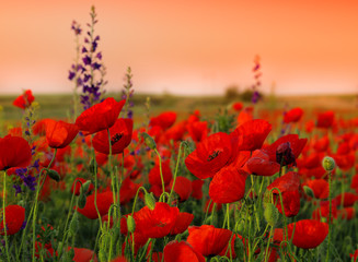 Field of poppies on a sunset - obrazy, fototapety, plakaty