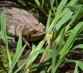 Quacking Tree Toad