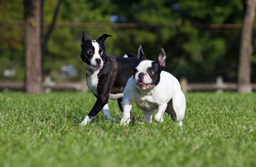 Friendship: French Bulldog and friend playing in a park.