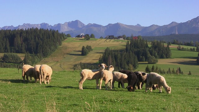 Group of sheep grazing at mountainside, Tatras, Poland