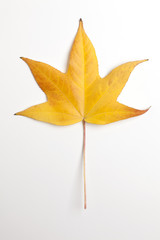 Naklejka na ściany i meble Single Yellow Liquidambar Tree Leaf on White