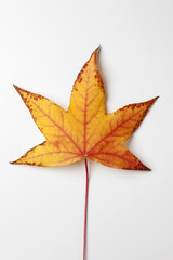 Single Yellow Liquidambar Tree Leaf