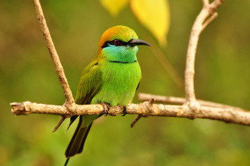 Bird at Yala National Park
