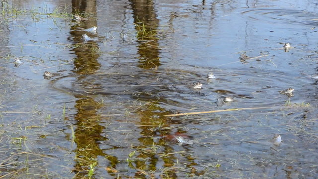 European common frog with spawn in pond