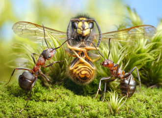 hunters and dried wasp, focus on ants